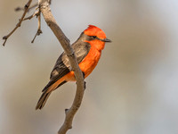 VERMILION FLYCATCHER 7