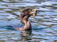 DOUBLE-CRESTED CORMORANT 4