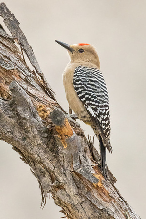 GILA WOODPECKER 3