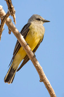 WESTERN KINGBIRD 2