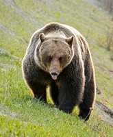 BANFF GRIZZLY 3