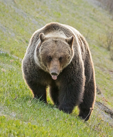 BANFF GRIZZLY 3