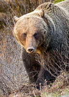 BANFF GRIZZLY 4