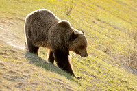 BANFF GRIZZLY 1