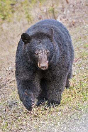 BANFF BLACK BEAR 2