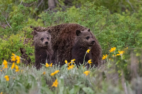 GRAND TETON GRIZZLY CUBS