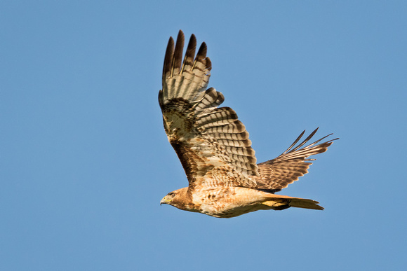 RED-TAILED HAWK A