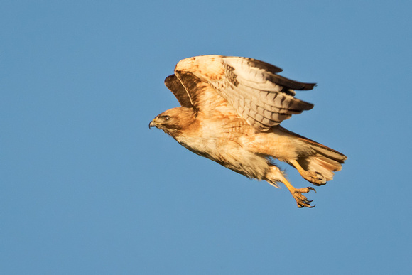 RED-TAILED HAWK 3
