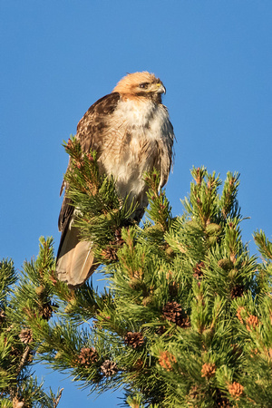RED-TAILED HAWK 4