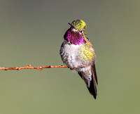 BROAD-TAILED HUMMINGBIRD 9