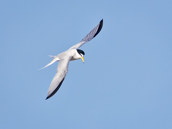 LEAST TERN 2