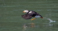 HORNED PUFFIN 5