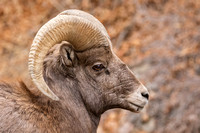BIGHORN SHEEP RAM 1