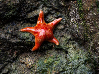 RED SEA STAR