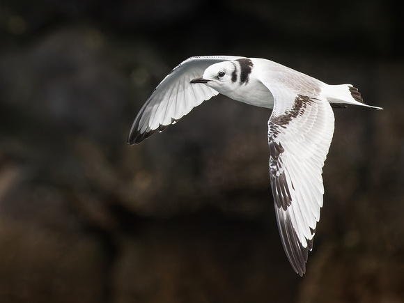 BLACK-LEGGED KITTIWAKE 4, JUVENILE