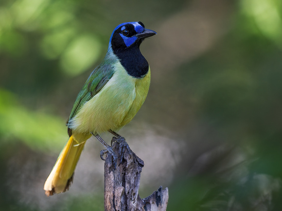 GREEN JAY 6