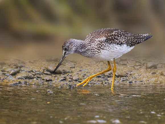GREATER YELLOWLEGS 1