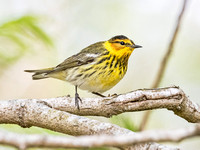 CAPE MAY WARBLER 3