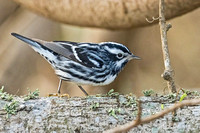 BLACK-AND-WHITE WARBLER