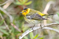 CAPE MAY WARBLER 4