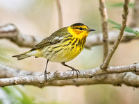 CAPE MAY WARBLER 2