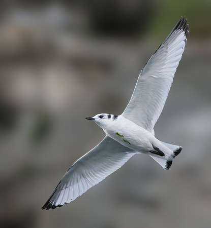 BLACK-LEGGED KITTIWAKE 5, JUVENILE