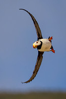 HORNED PUFFIN 9