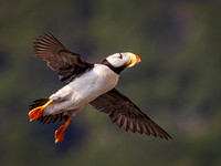 HORNED PUFFIN 11