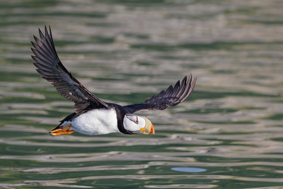 HORNED PUFFIN 6