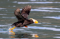 TUFTED PUFFIN 1