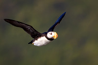 HORNED PUFFIN 7
