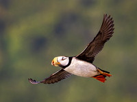 HORNED PUFFIN 8