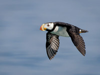 HORNED PUFFIN 13