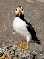 HORNED PUFFIN 12