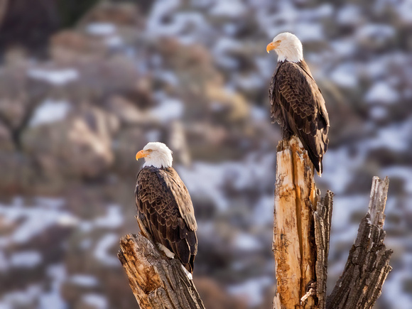 BALD EAGLES