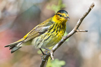 CAPE MAY WARBLER 5