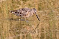 SHORT-BILLED DOWITCHER