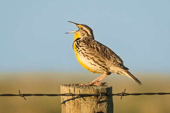 WESTERN MEADOWLARK 1