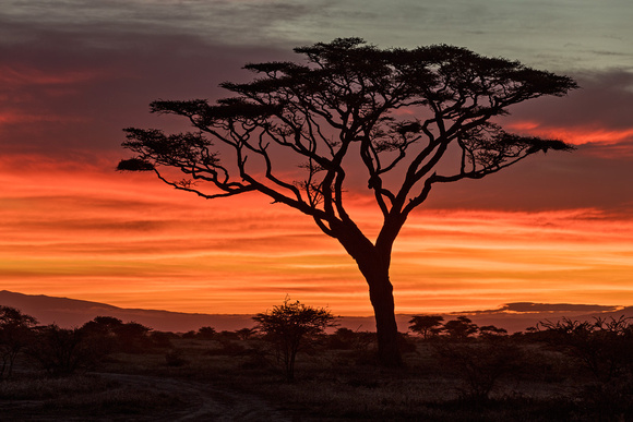 NDUTU SUNRISE 2