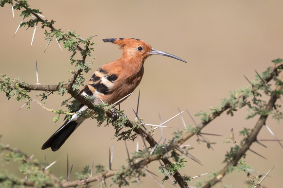 AFRICAN HOOPOE