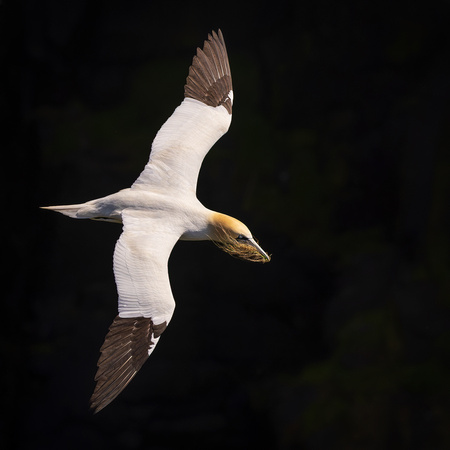 NORTHERN GANNET 4