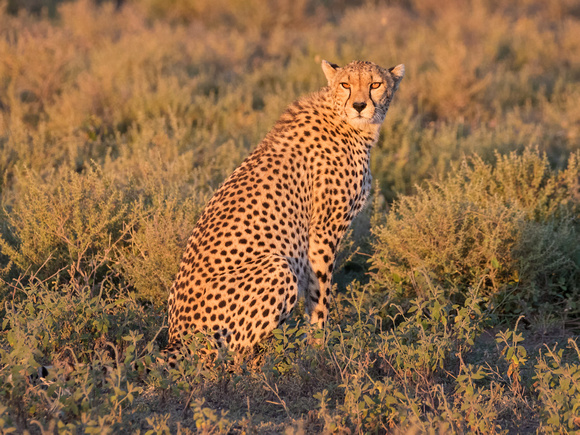 CHEETAH 9