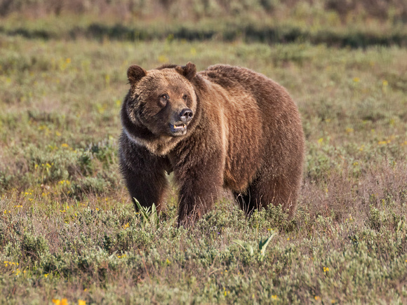GRIZZLY BEAR 1