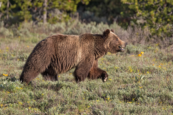 GRIZZLY BEAR 2