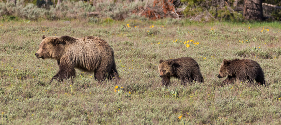 GRIZZLY FAMILY 1