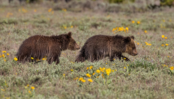 GRIZZLY CUBS 2