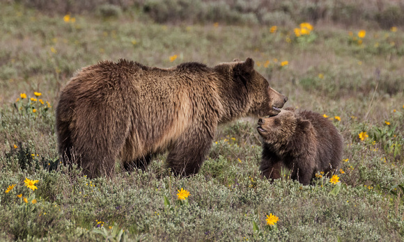 GRIZZLY FAMILY 2