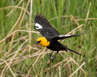 YELLOW-HEADED BLACKBIRD, YELLOWSTONE NP