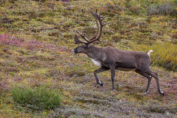 CARIBOU 5, DENALI NP