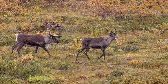 CARIBOU 6